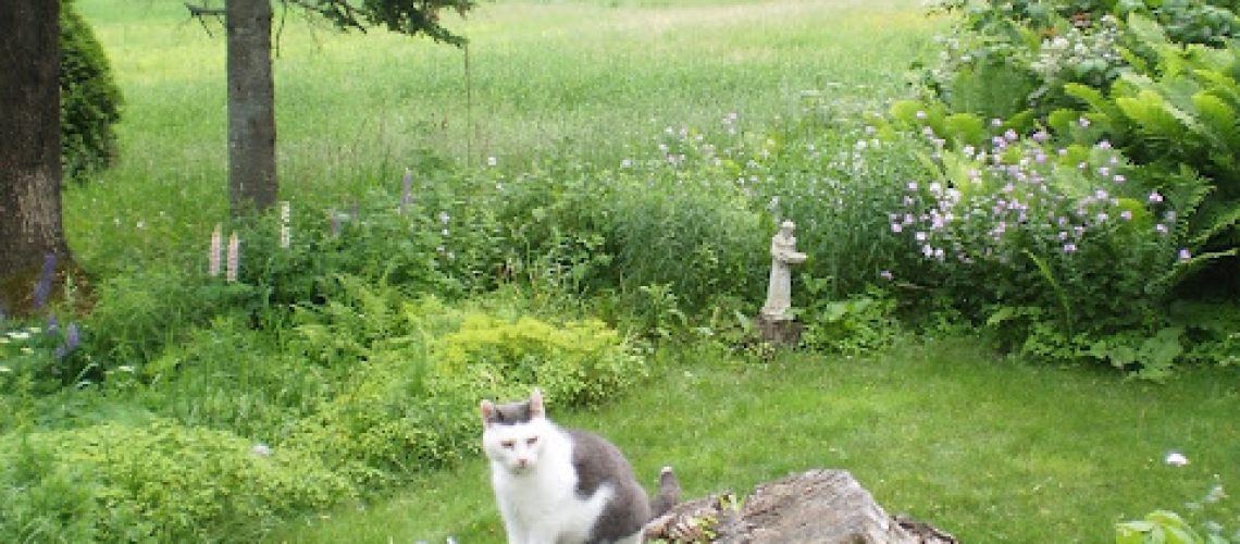cottagemainegarden%2B%25282%2529.jpeg