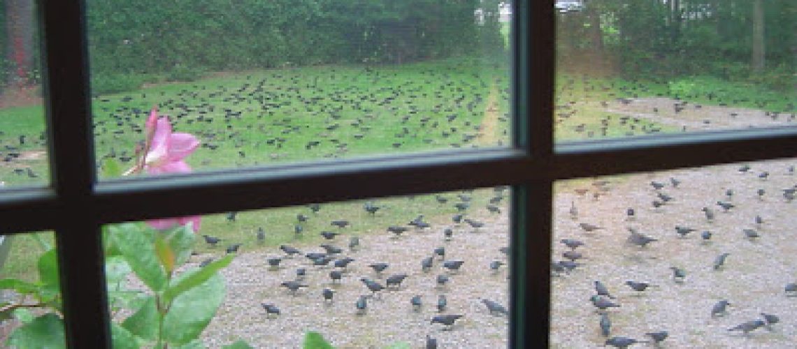 grackles.JPG.jpeg