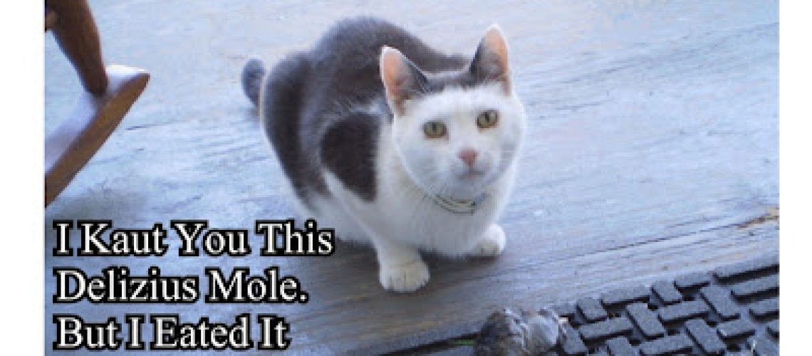 momo1.jpeg