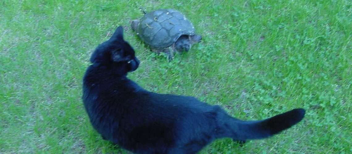 turtles