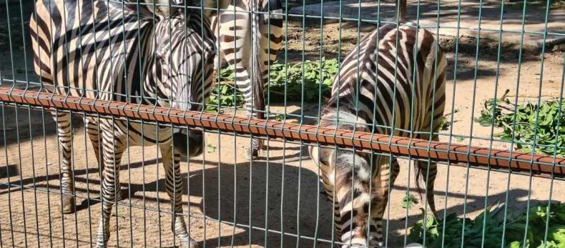 zebras at the centenario zoo